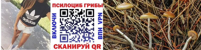 Псилоцибиновые грибы Cubensis  цена наркотик  Балтийск 